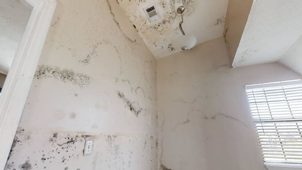 Best Real Estate Mold Inspection  in Kings Bay Base, GA