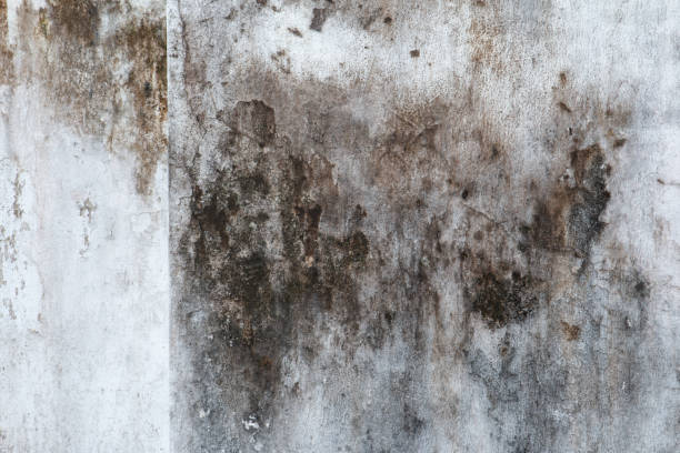 Best Commercial Mold Inspection  in Kings Bay Base, GA