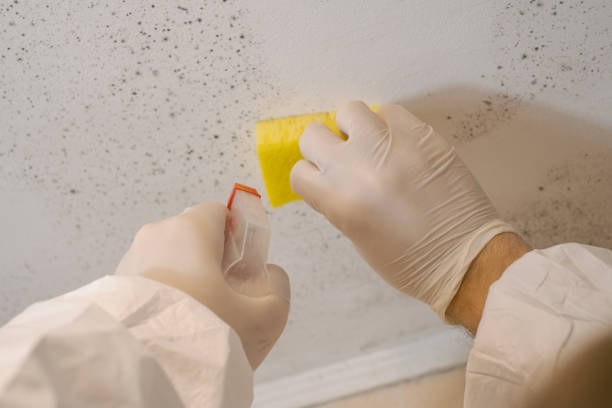 Best Environmental Consulting for Mold Prevention  in Kings Bay Base, GA