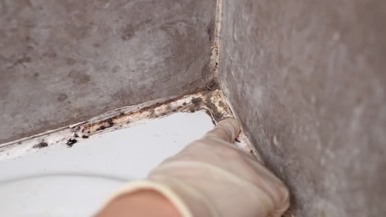 Best Airborne Mold Testing  in Kings Bay Base, GA