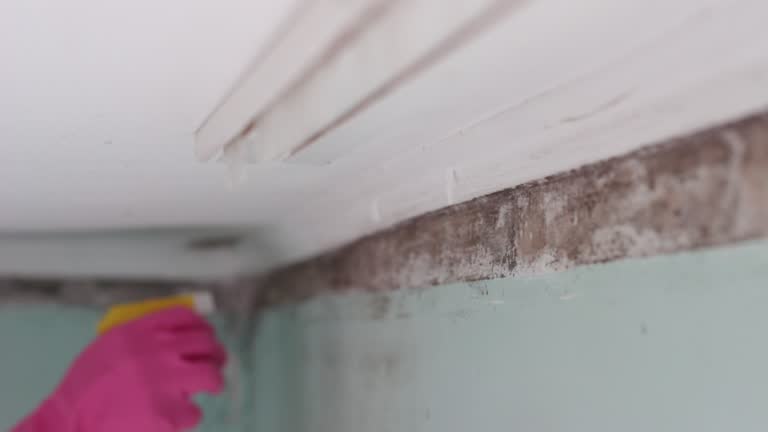 Reliable Kings Bay Base, GA Mold Removal Solutions